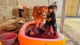 Ali ny Qurbani k Janwer ko summing pool me nehla deya 😱  Janwer machal gaya 😳 [upl. by Eleda]