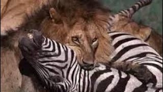 Zebra on the menu Lions eat zebra alive caught on camera  Zebra eaten alive by lions in Africa [upl. by Kramer882]