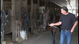 Cambridge Standardbred horse sets a new world record for fastest mile ever [upl. by Duster]