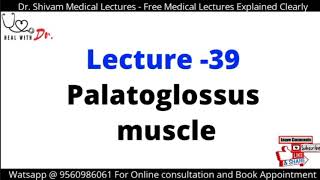 Palatoglossus Muscle in Hindi [upl. by Demetrius]