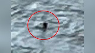 Loch Ness Monster spotted Canadian couple spots strange animal [upl. by Elehcor]