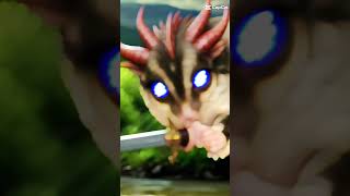 Cannonball comedy sugarglider cannonballsugarglider funny [upl. by Irap]