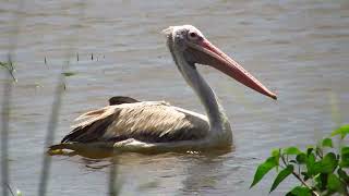 Beautiful Water Birds  The SpotBilled Pelican [upl. by Rebmak531]