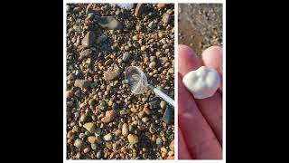 Porcelain doll face fragment found beachcombing [upl. by Doniv]