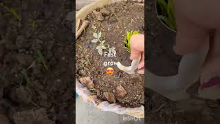 Seed germination ki mention 🌱🍀🌿🌿🌿🌱😍😍😍😍👍👍👍 [upl. by Bibi]