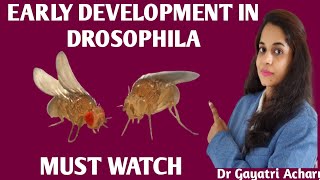 Early Development in Drosophila Developmental Biology Dr Gayatri Acharya [upl. by Dole528]