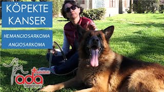 HemangiosarkomaAngiosarkoma Köpek Kanser  Necla Cemaloğlu  Zagor Röportaj [upl. by Avehs31]