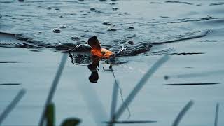 INSANE blowup Topwater  Pike Fishing [upl. by Kirk]