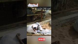 Kapooray khana halal or haram in Islam islamic qurbanistatus viral hadith shots [upl. by Ehtylb]