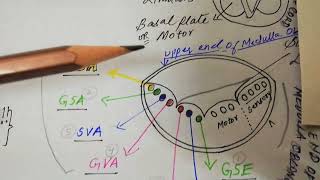 Cranial nerve Functional components Embryo part 1 [upl. by Anicnarf]