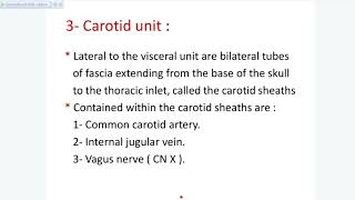 Lecture 4 Neck anatomy Posterior triangle of neck [upl. by Cleon]