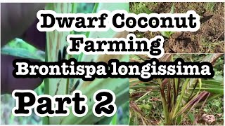 Dwarf Coconut Farming Part 2 Brontispa longissima o Coconut Leaf Beetle [upl. by Dorcy]