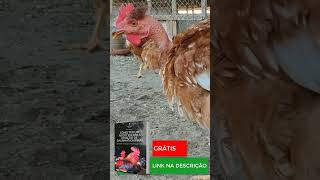 DICAS SOBRE A CRIAÇÃO DE GALINHAS CAIPIRAS 85 [upl. by Trout]