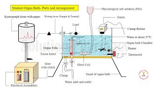 Student Organ Bath  Setting and Functions of Student Organ Bath  Organ bath Assembly Animation [upl. by Leynwad849]