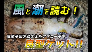 ＃46【エギング】久々の良型ゲット！気象状況を踏まえたアプローチで釣果をのばす！ [upl. by Granese251]