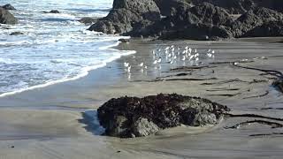 Plovers on beach  00020 [upl. by Sikleb]