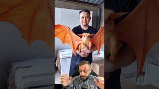 Charizard da vida real Biólogo Henrique explica [upl. by Ytoc83]