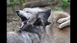 WC Video  7 June 2013  Shedding and Howling [upl. by Ahsielat]