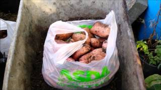 Allotment Journal  Massive Sarpo Mira potato yield grown in Containers [upl. by Sweeney688]