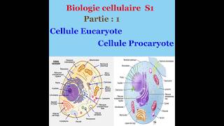 Biologie cellulaire partie 1 Cellule Eucaryote et cellule Procaryote [upl. by Aninad763]