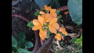 How to grow and care Crossandra plant [upl. by Jenne]