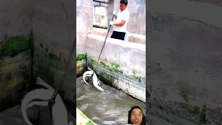 fishing crocodilian fish fishingtips [upl. by Aztinad]