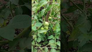 🌞🍅Backyard Garden in the Semiarid region food homegardening tomato gardening garden farmer [upl. by Edna675]