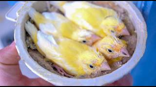 Stages of canary chick growth from hatching to weaning [upl. by Oicirbaf]