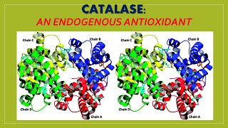 Catalase CAT An Endogenous Antioxidant [upl. by Dael885]