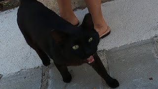 Incredibly cute black cat meows like a stutterer and purrs loudly [upl. by Krasner]