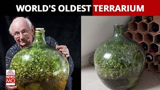 All You Need To Know About The Worlds Oldest Terrarium [upl. by Ahsias]