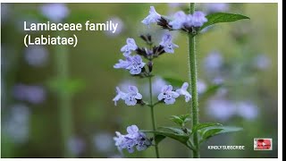 Lamiaceae family description floral formula importance [upl. by Odlanar]