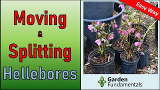 Hellebores  Moving and Dividing Them 🎊🔮🎁 Bonus selecting the best from my seedling hellebores [upl. by Kally]