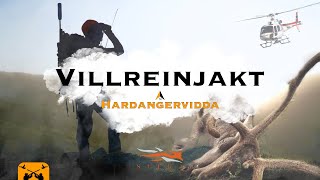 Villreinjakt på Hardangervidda 4k l Hardangervidda reindeer hunt l Jegerkaran [upl. by Sualakcin112]