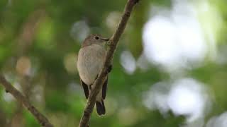 Taiga flycatcher and thick billed warbler [upl. by Lhary623]