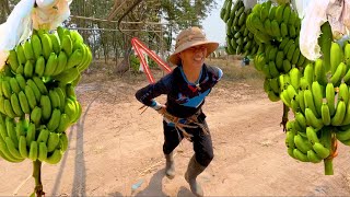 Soy bananero por un día en Honduras 🍌🇭🇳 Así se siembra corta y empaca bananos [upl. by Hesther913]