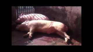 innovative pig farm in india and pig farm consultants nidhish farms 9811284190 [upl. by Manaker]