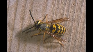 Distinguishing between yellowjackets wasps and look alikes [upl. by Grose]