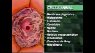 1 Citologia  Biologia Celular Vestibulando Digital [upl. by Collier652]