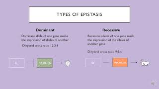 Dominant vs Recessive Epistasis [upl. by Ariet381]