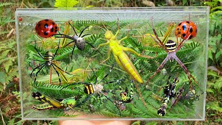 Hunt Insects Catch Giant Grasshoppers Collect Grasshoppers Spiders Ladybugs [upl. by Kurman]