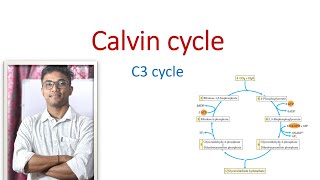 Calvin Cycle  C3 Cycle  কেলভিন চক্র  Bengali Medium  Class XI  মনে রাখার tricks [upl. by Eniaral729]