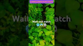 GYMPIE GYMPIE WORLD DANGEROUS PLANT youtubeshorts facts youtubefeed [upl. by Eentruoc]