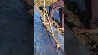 The process of marking and piercing holes for planting cabbage [upl. by Pierson]