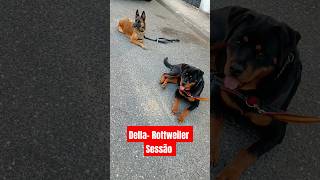 Sessão com a Della rottweiler treino de cães potencialmente perigosos [upl. by Eiboj]