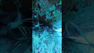 Sea creatures lobsters catching 🦞🦞 fishing diving lobsters creative [upl. by Teyugn]