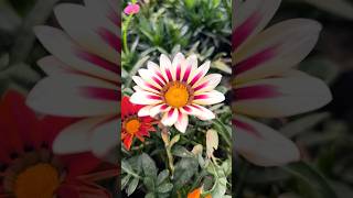 Gazania flowers🌸🌺🌻🌹🌷🌼💐 flowers gazaniaflower nature plants garden trendingshorts nurserylive [upl. by Nylazor286]