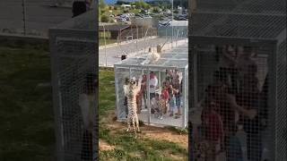 The most unique zoo in china☠️🤯  Dangerous zoo shortsshortsfeed [upl. by Dennett731]