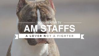 ALL ABOUT AMERICAN STAFFORDSHIRE TERRIERS [upl. by Nottap525]