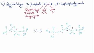 Introduction to Biology  11  Glycolysis [upl. by Devlin273]